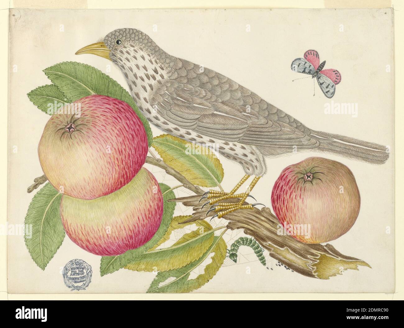 Brown Bird su Apple Branch, con Caterpillar, penna e inchiostro, grafite su carta patinata in wove, Brown Bird su Apple Branch, con Caterpillar, ca. 1800–1830, disegno Foto Stock