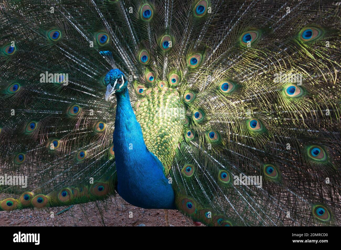 Sydney Australia, pavone maschile con piume di coda in esposizione completa Foto Stock