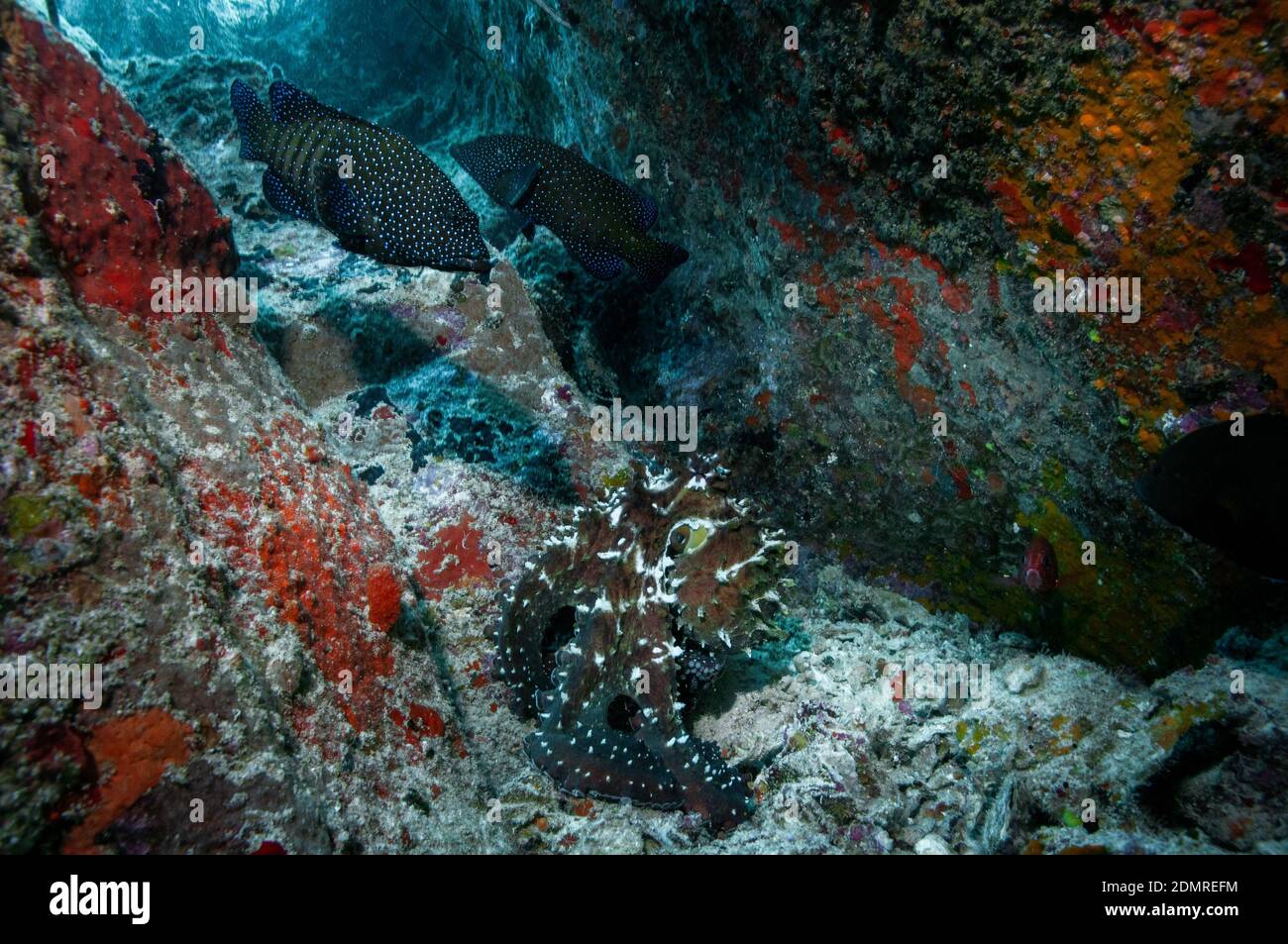 Octopus comune maschile (Octopus vulgaris) in una grotta subacquea Foto Stock