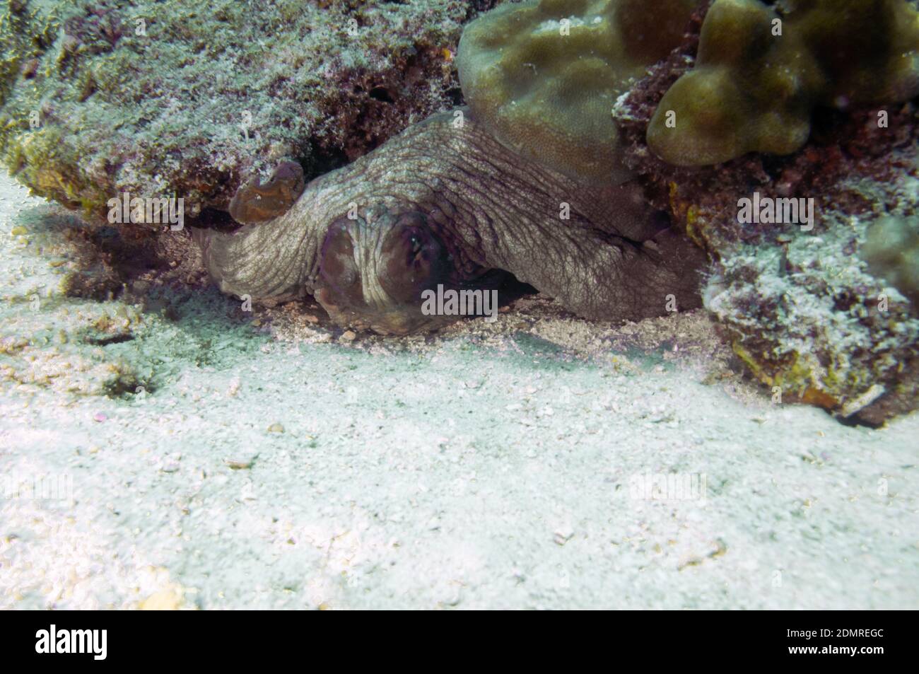 Nascondere un polpo comune (Octopus vulgaris) in un buco di roccia Foto Stock