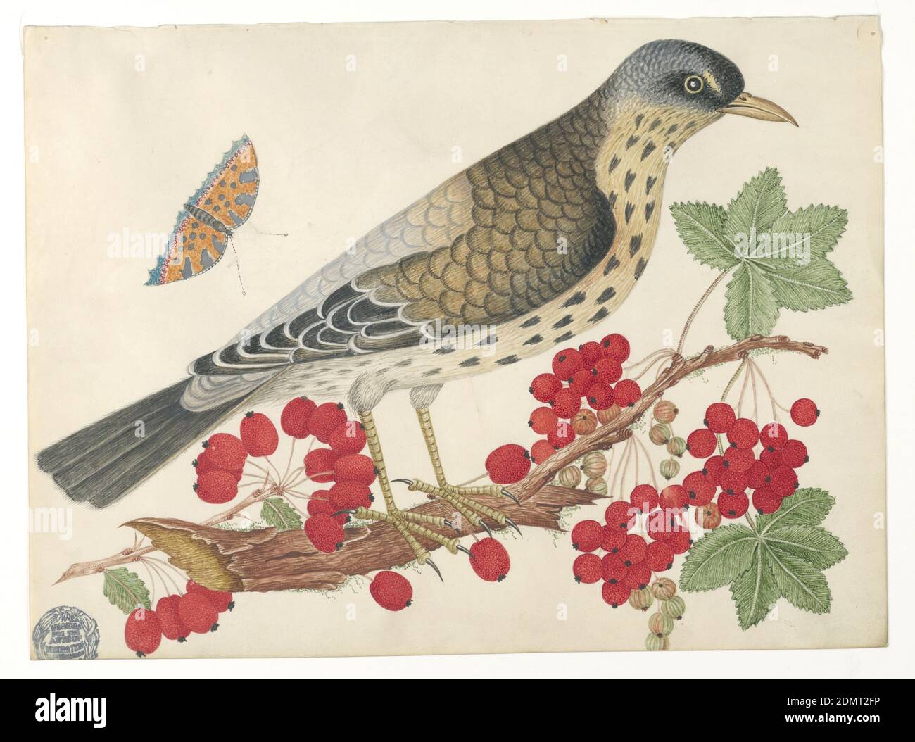 Brown Bird on Branch con Persimmons e una farfalla, penna e inchiostro, grafite su carta patinata wove, Brown Bird on Branch con Persimmons e una farfalla, ca. 1800–1830, disegno Foto Stock