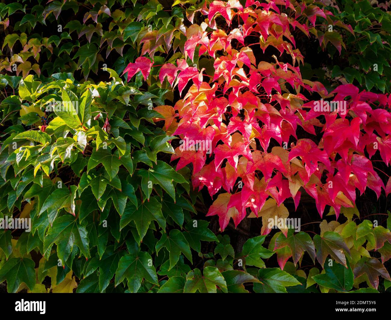 Parete sopravfatta con le foglie colorate di edera rossa e verde Foto Stock