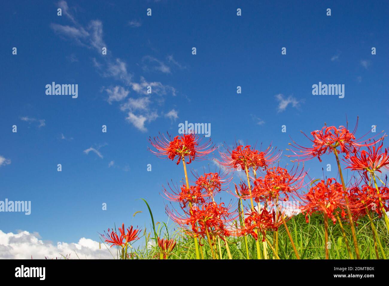 Red Spider Lily in Paddy di riso con gradino Foto Stock