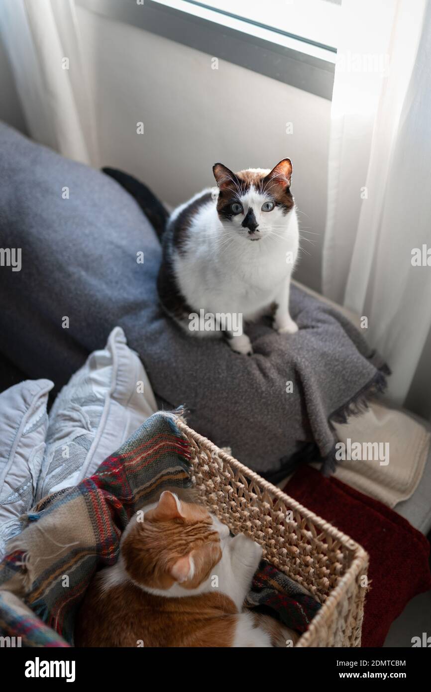 gatto bianco e nero con occhi blu seduti sul divano, guarda in alto. composizione verticale Foto Stock