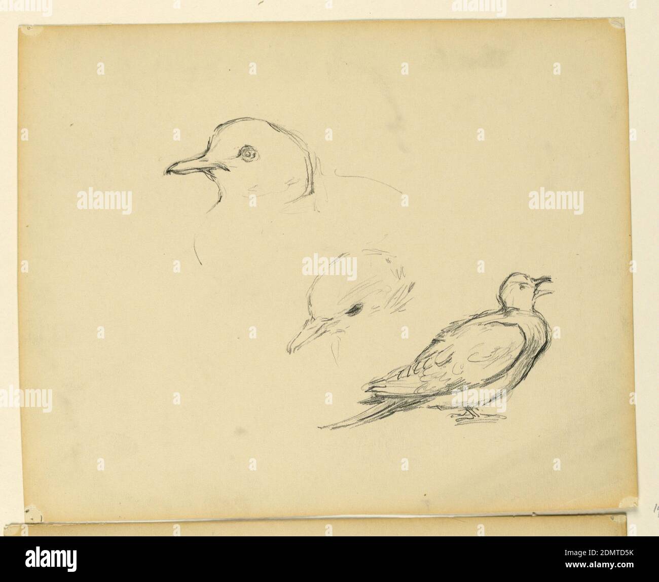 Studio per 'il vantaggio della Legge,' Essex County Courthouse, Newark, NJ, Kenyon Cox, americano, 1856–1919, grafite su carta, tre schizzi parziali di un uccello., USA, 1906, Animali, disegno Foto Stock