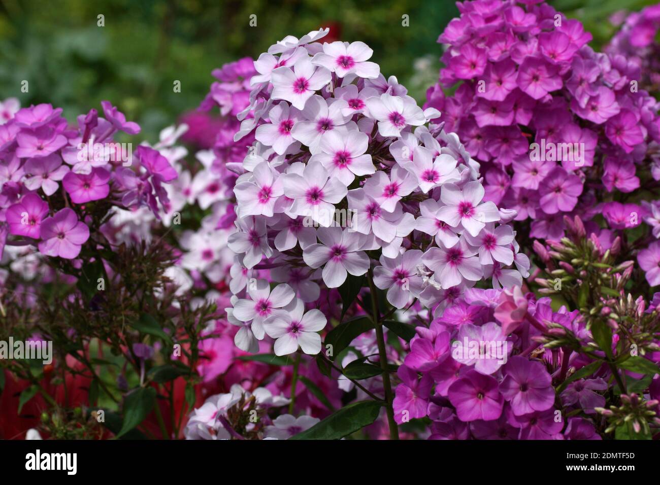 Multi-colore di phlox nella foto. Phlox paniculata, cadono phlox, giardino phlox, phlox perenni. Frammento di un giardino estivo in fiore. Foto Stock