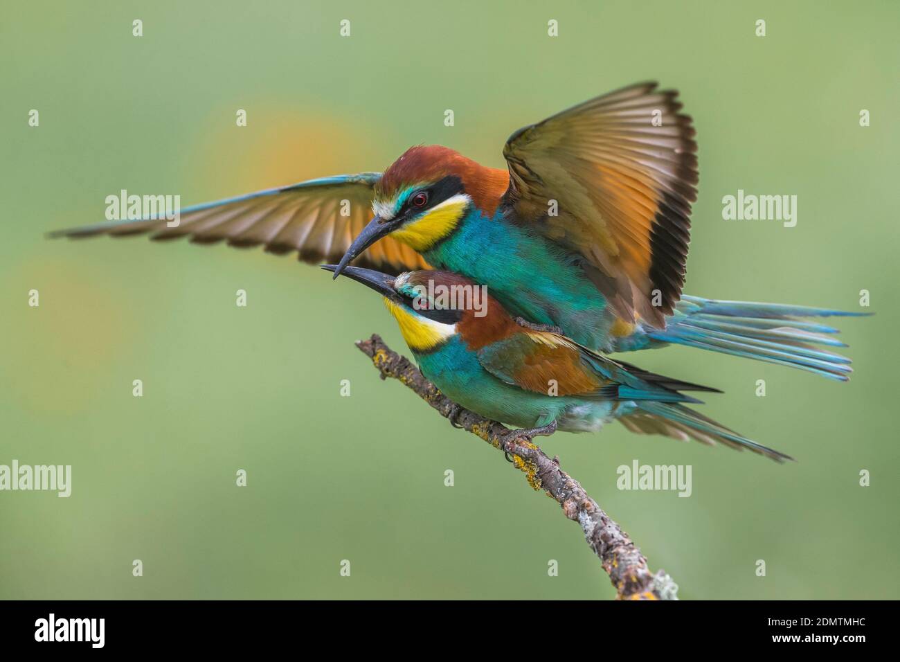 Parende Bijeneters; europeo di accoppiamento i gruccioni Foto Stock
