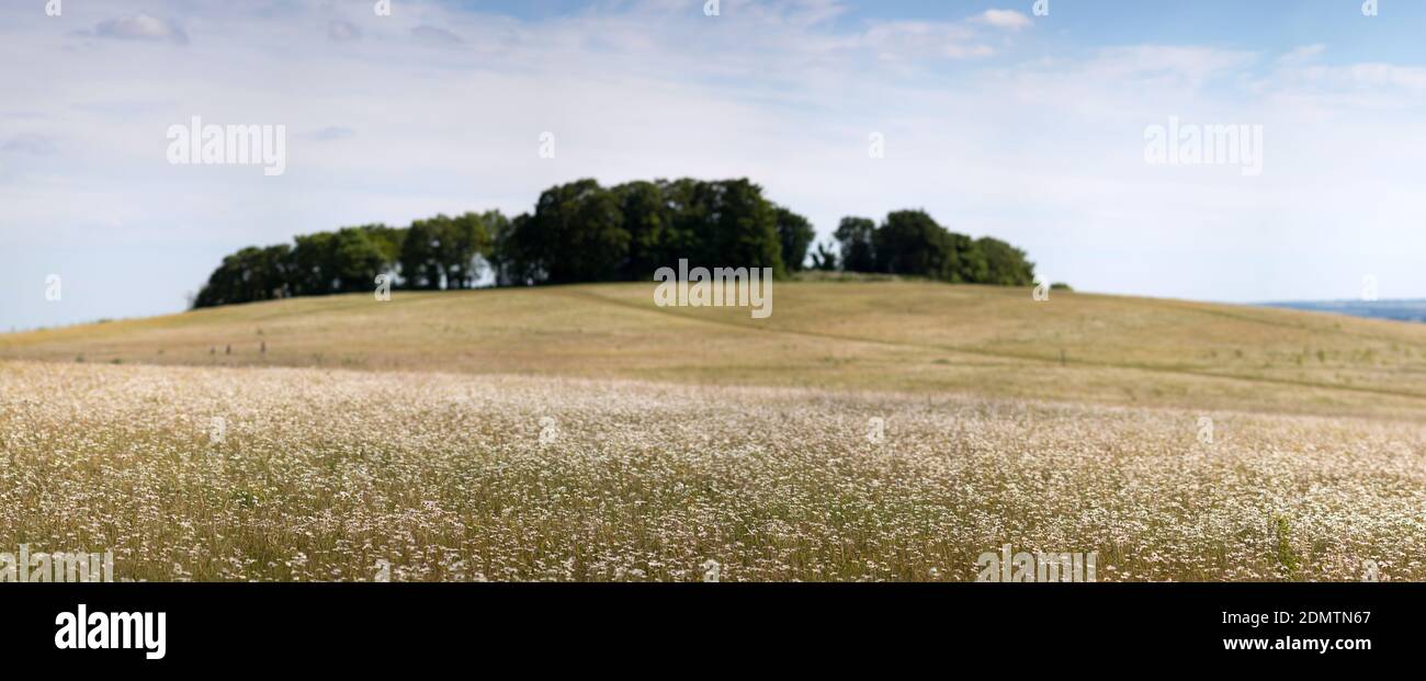 Gog Magog Hills, Cambridge, Regno Unito Foto Stock