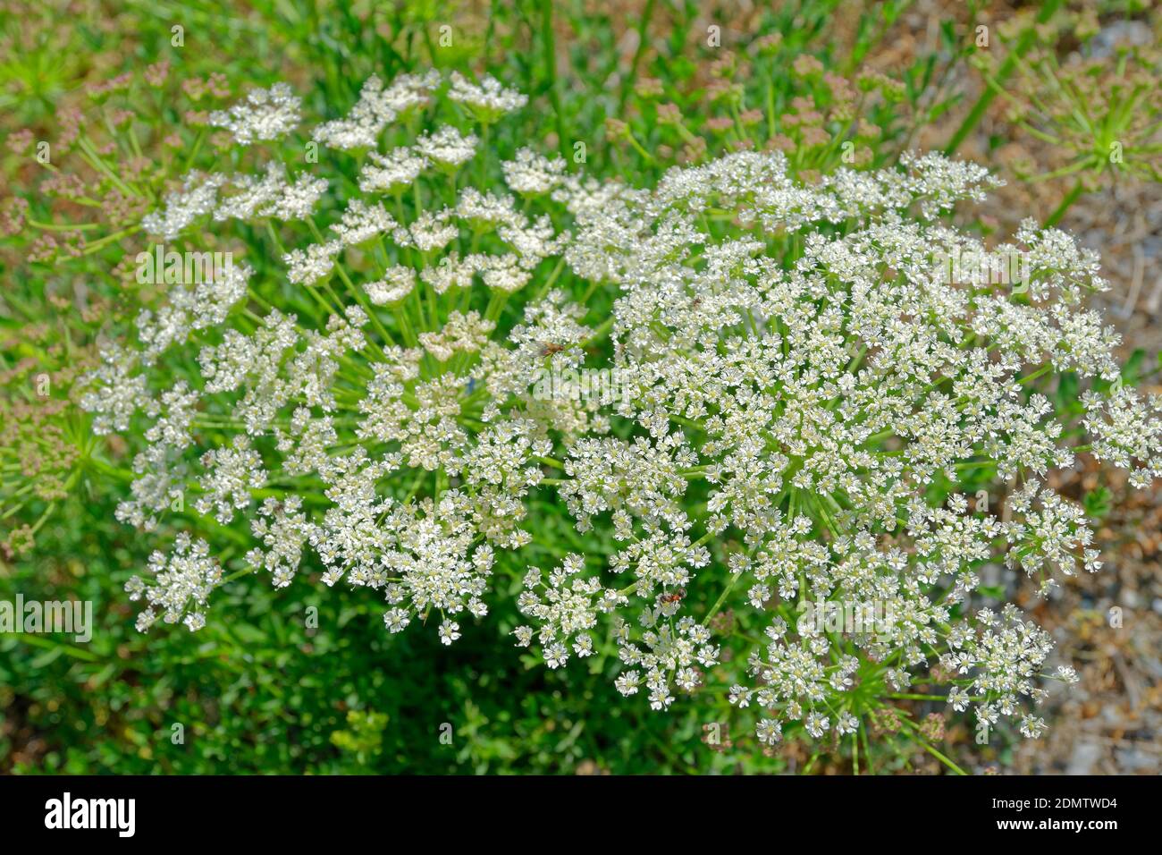 Fiori di Hemlock dell'acqua. Foto Stock