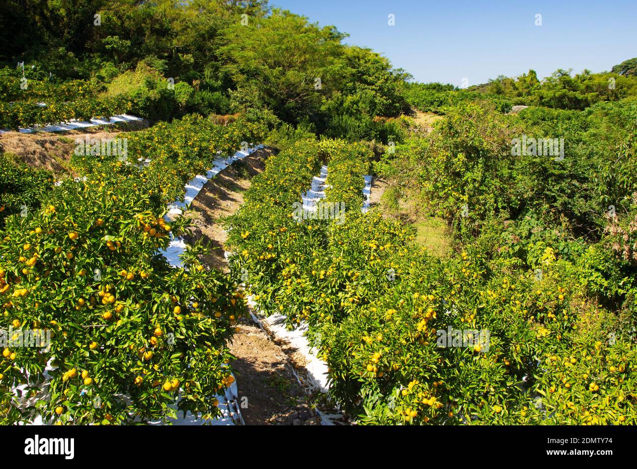 Fattoria Mikan nella città di Uto, Prefettura di Kumamoto, Giappone Foto Stock