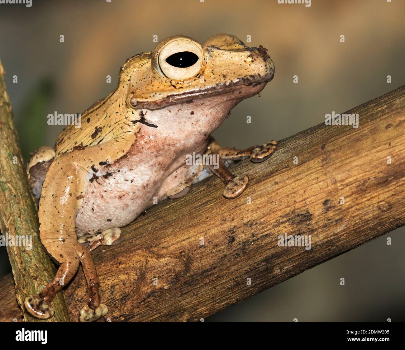 Rana arata Borneo - Polipedati closeup otilofo Foto Stock