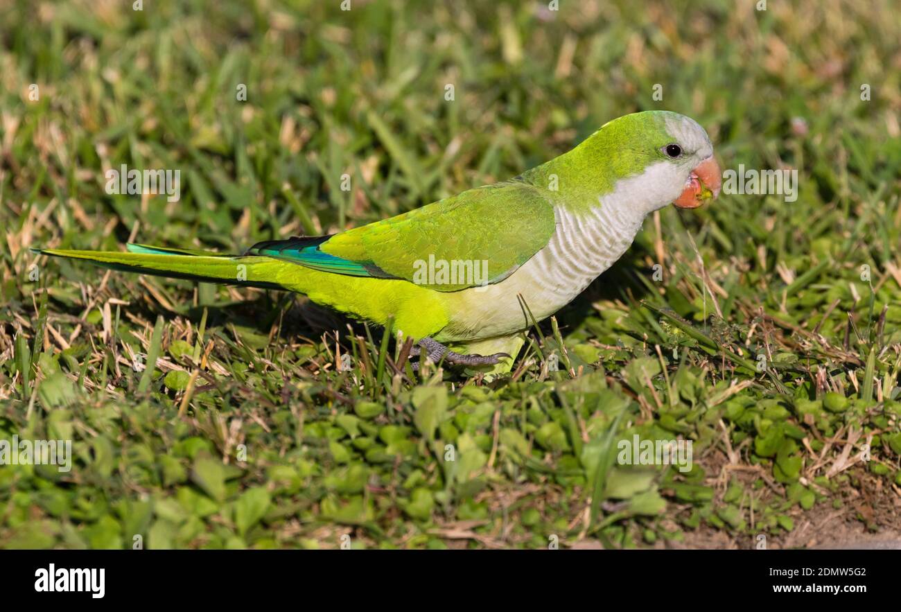 Piccolo gregge di Monk Parakeet che si nutrono in erba, Galveston Foto Stock