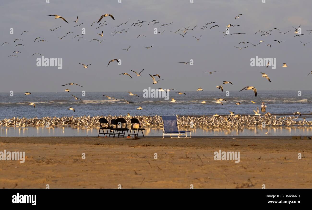 Galveston spiaggia con comunità di uccelli e oceano sullo sfondo Foto Stock