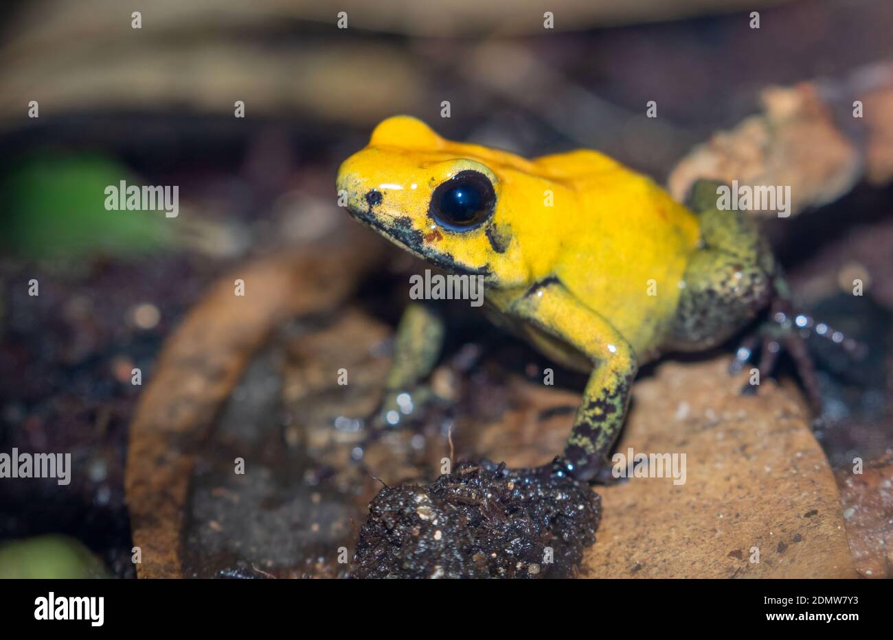Rana di veleno con zampe nere (Phyllobates bicolore) e Dendrobates tinctorius Foto Stock