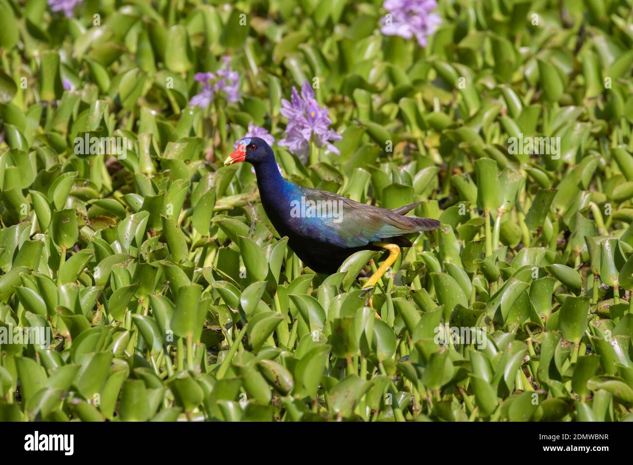 American Pollo Sultano (porfiria martinica) alimentazione a Brazos Bend state park Foto Stock