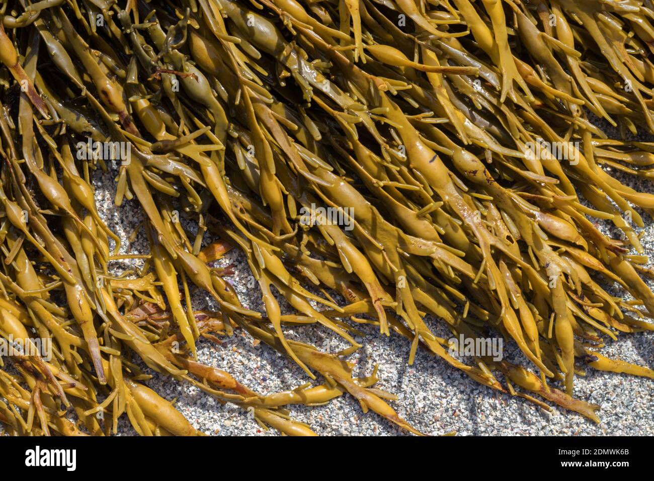Camera d'aria a cremagliera Seaweed, Scozia Foto Stock