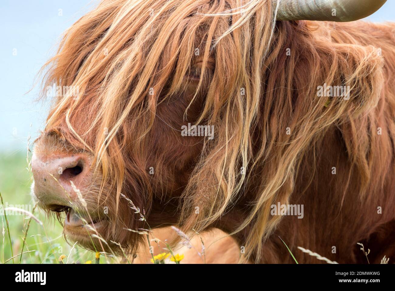 Highland Cow pascolando su erba lussureggiante, Isola di Harris, Ebridi esterne, Scozia Foto Stock