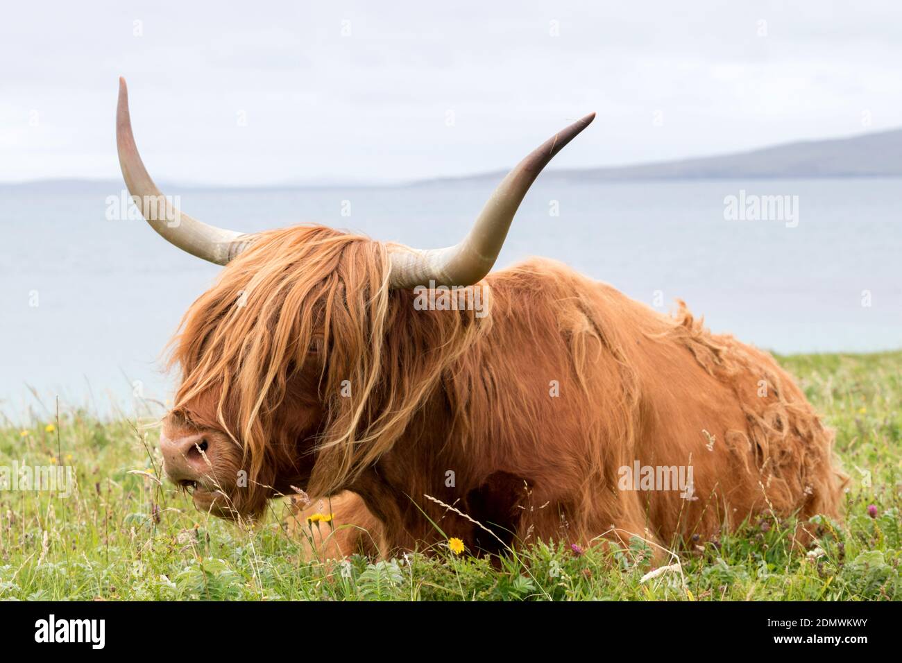 Highland Cow pascolando su erba lussureggiante, Isola di Harris, Ebridi esterne, Scozia Foto Stock