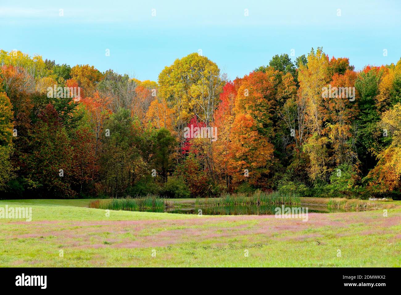 Prato d'erba con un laghetto e alberi in colori autunnali nel Michigan sud-occidentale, Stati Uniti Foto Stock
