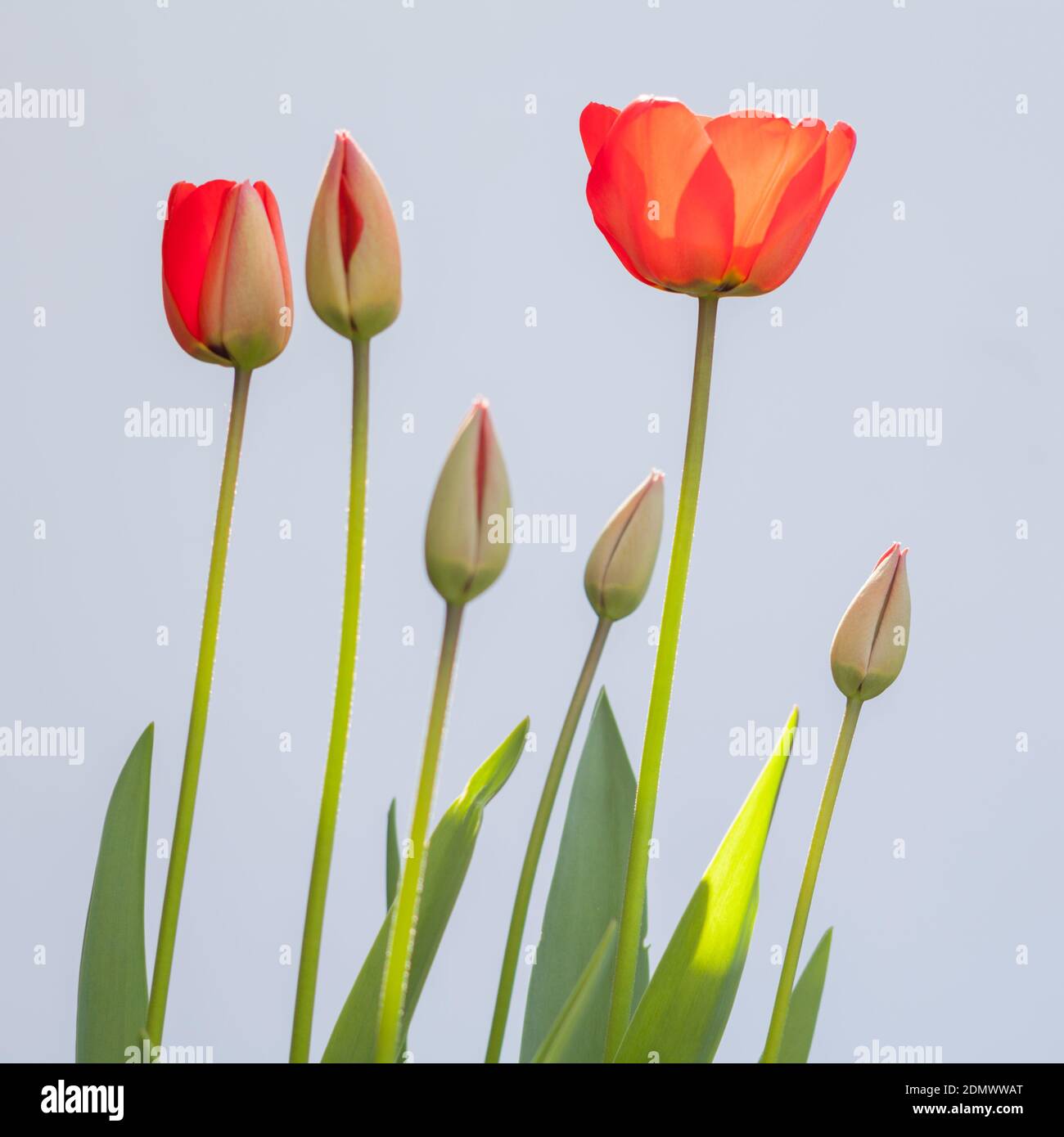 Tulipani rossi in un giardino, Regno Unito Foto Stock