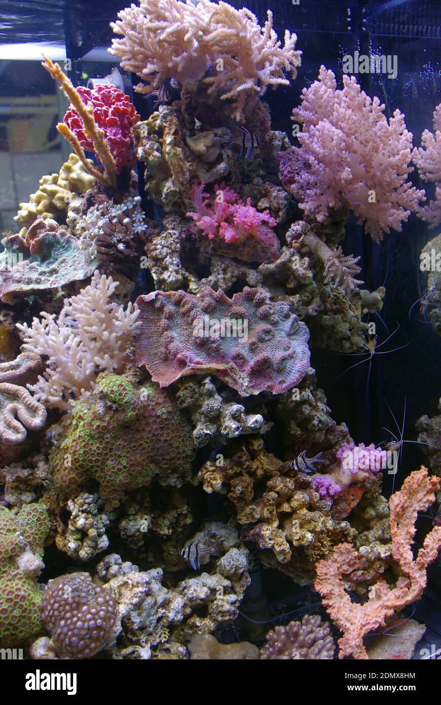 Acquario marino tropicale con coralli sassosi e morbidi, invertebrati e pesci Foto Stock