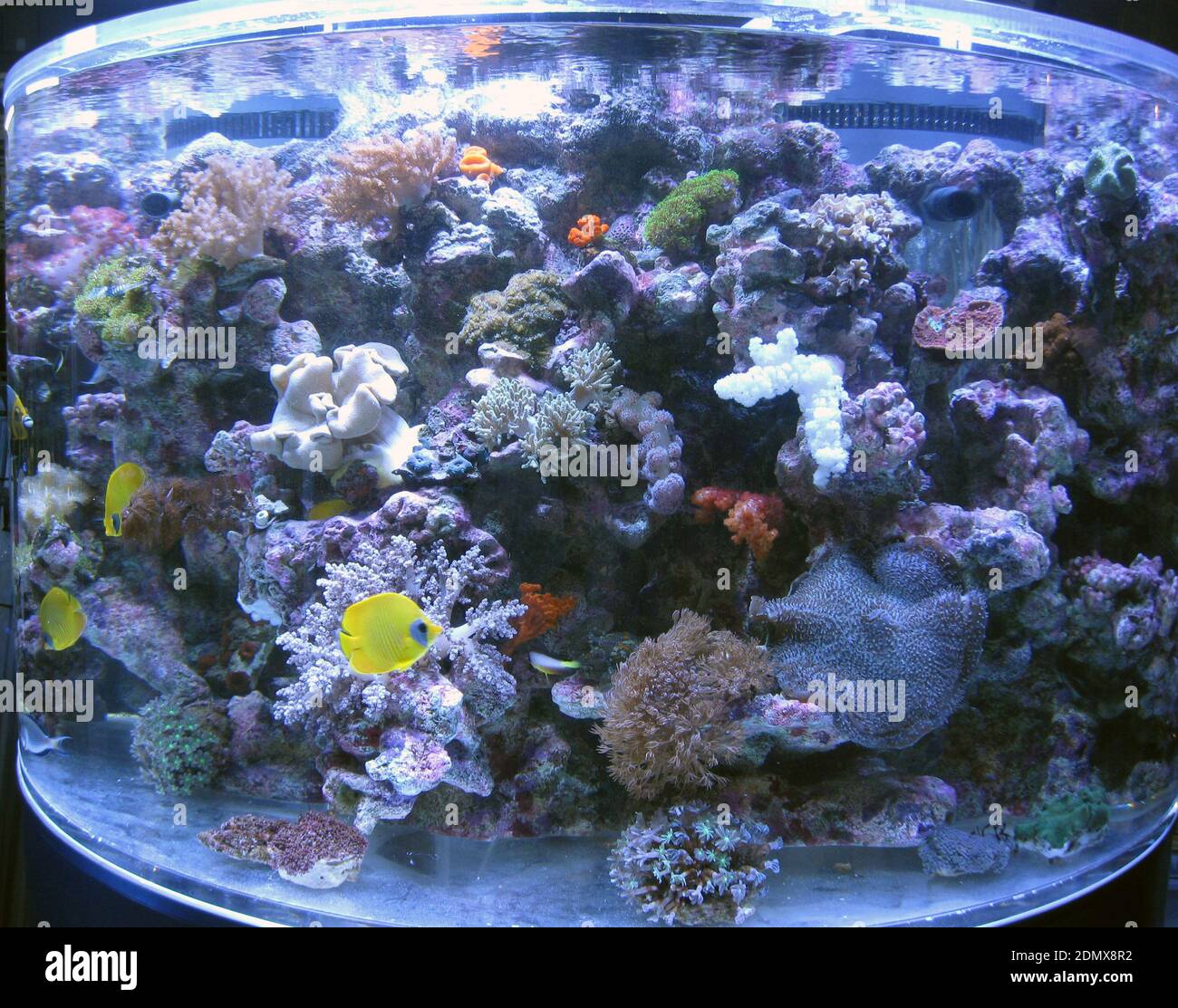 Acquario marino tropicale con coralli sassosi e morbidi, invertebrati e pesci Foto Stock