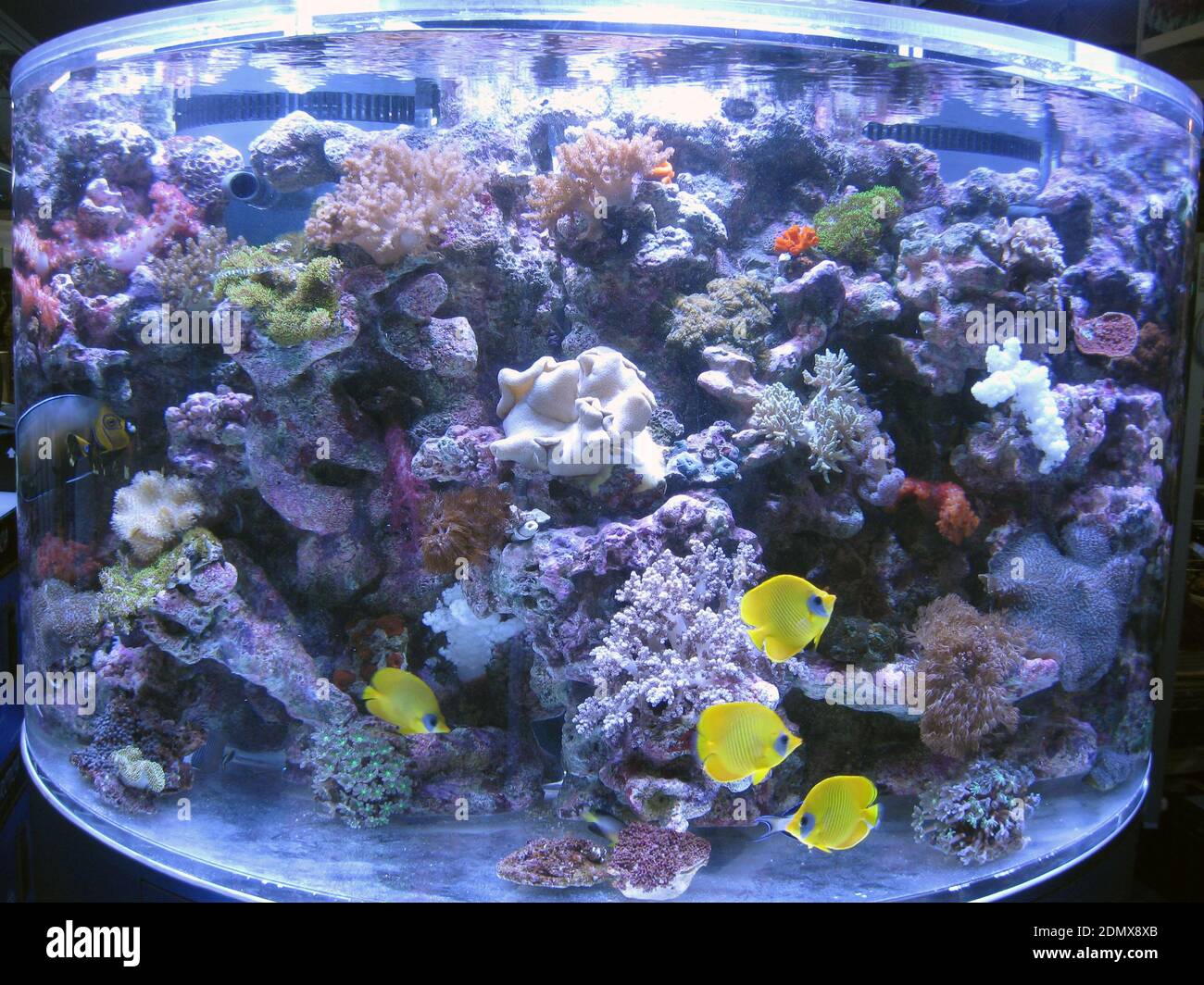 Grande acquario marino acrilico con coralli e pesci farfalla azzurri,  Chaetodon semilarvatus Foto stock - Alamy