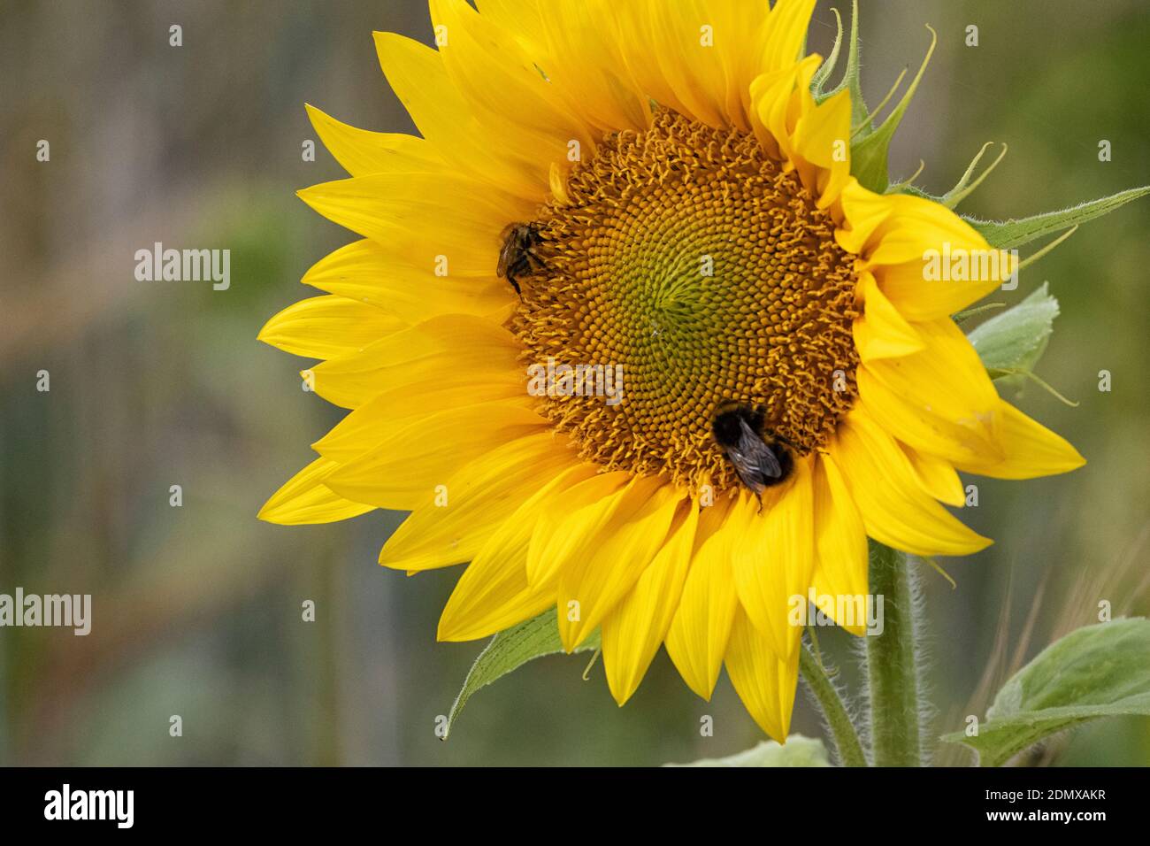 Testa sorridente di girasole in un campo di mais, con api per gli occhi. Foto Stock