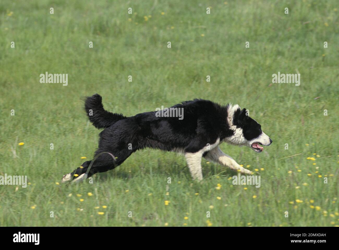 Karelian Bear Dog in esecuzione sull'erba Foto Stock