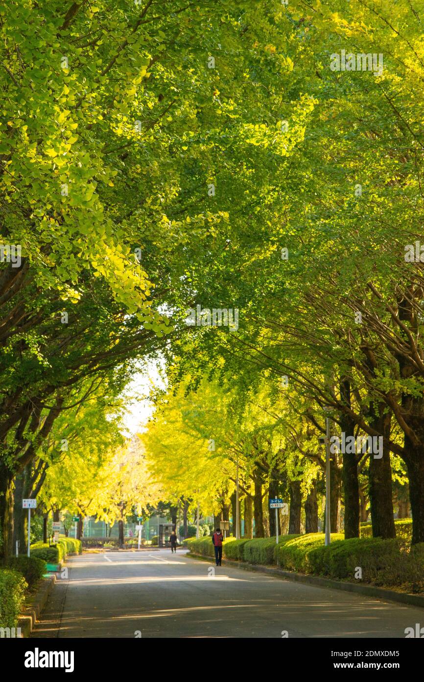 Kumamoto Athletic Park, autunno Foto Stock
