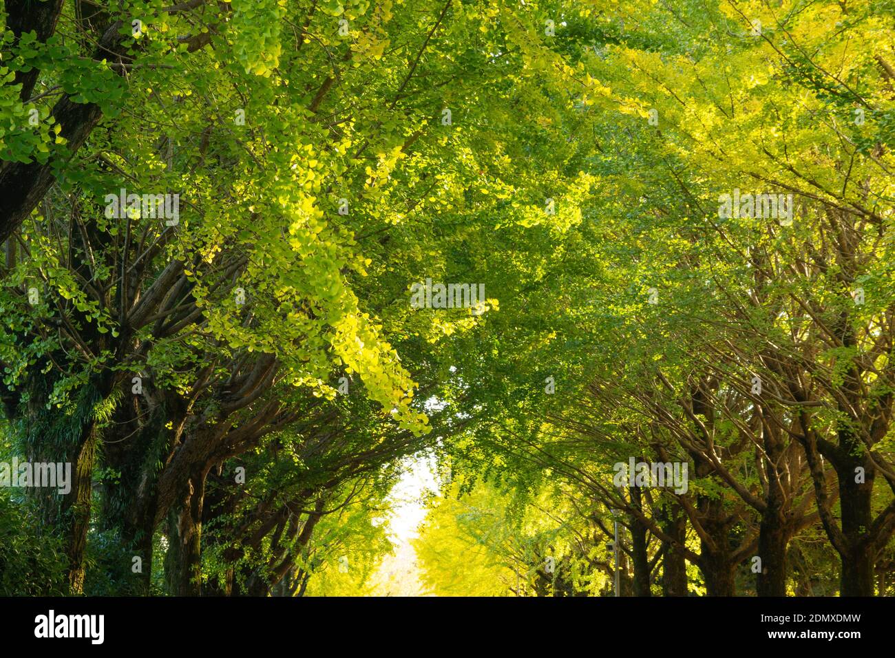 Kumamoto Athletic Park, autunno Foto Stock