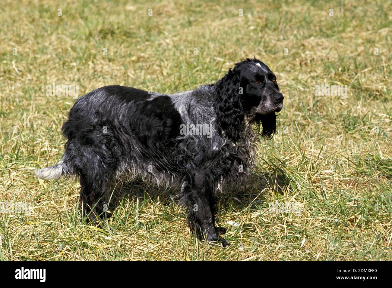 Blue Picardy Spaniel cane in piedi su erba Foto Stock