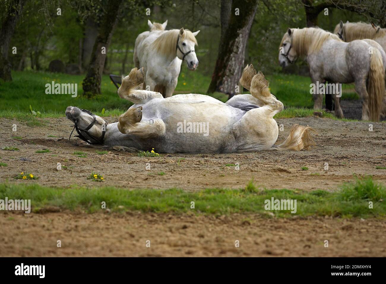 Percheron Draft Horses, una razza francese, Rotolando sul retro Foto Stock