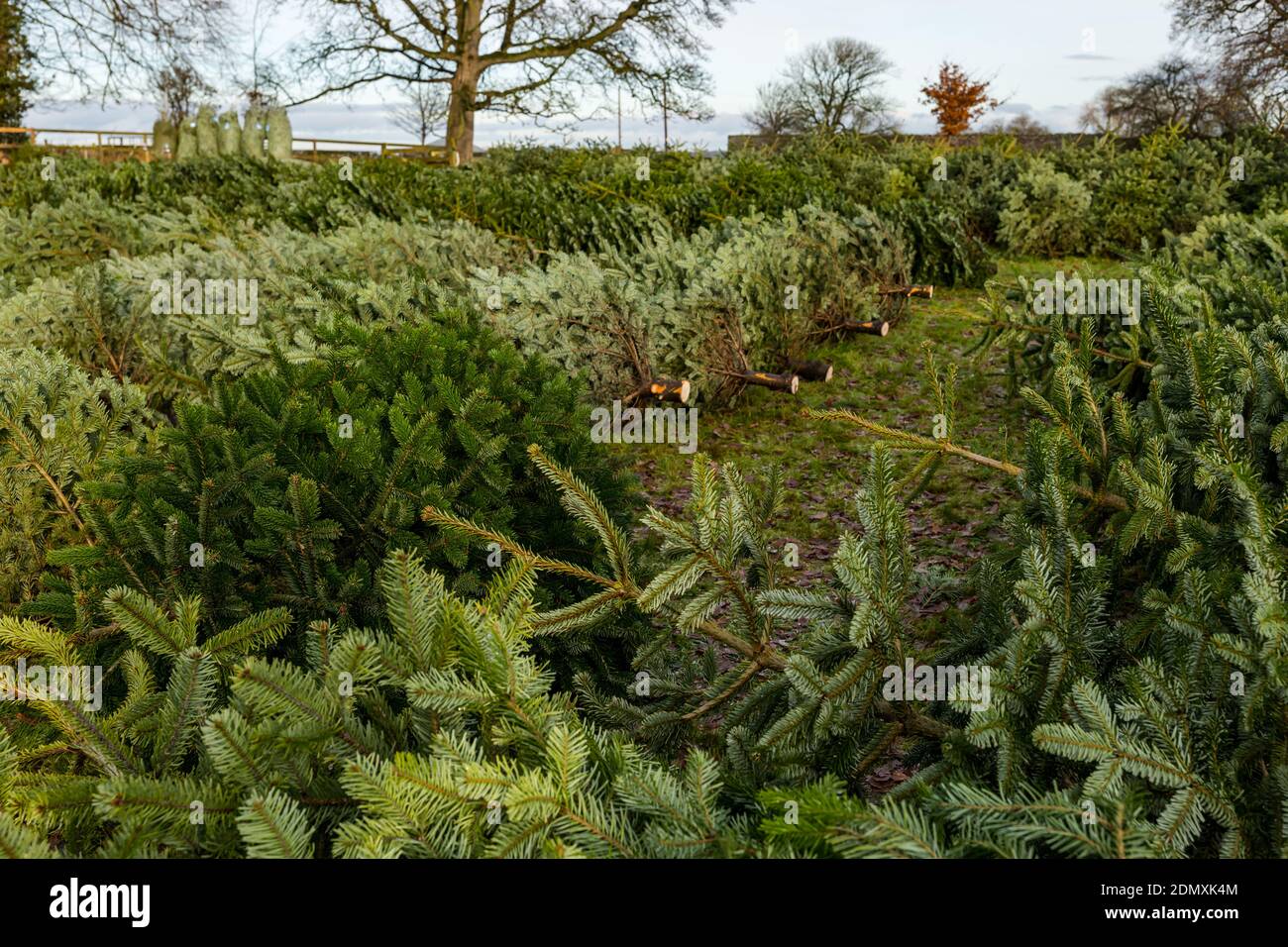 Tagliare abeti di Natale a Beanston Farm, East Lothian, Scozia, Regno Unito Foto Stock