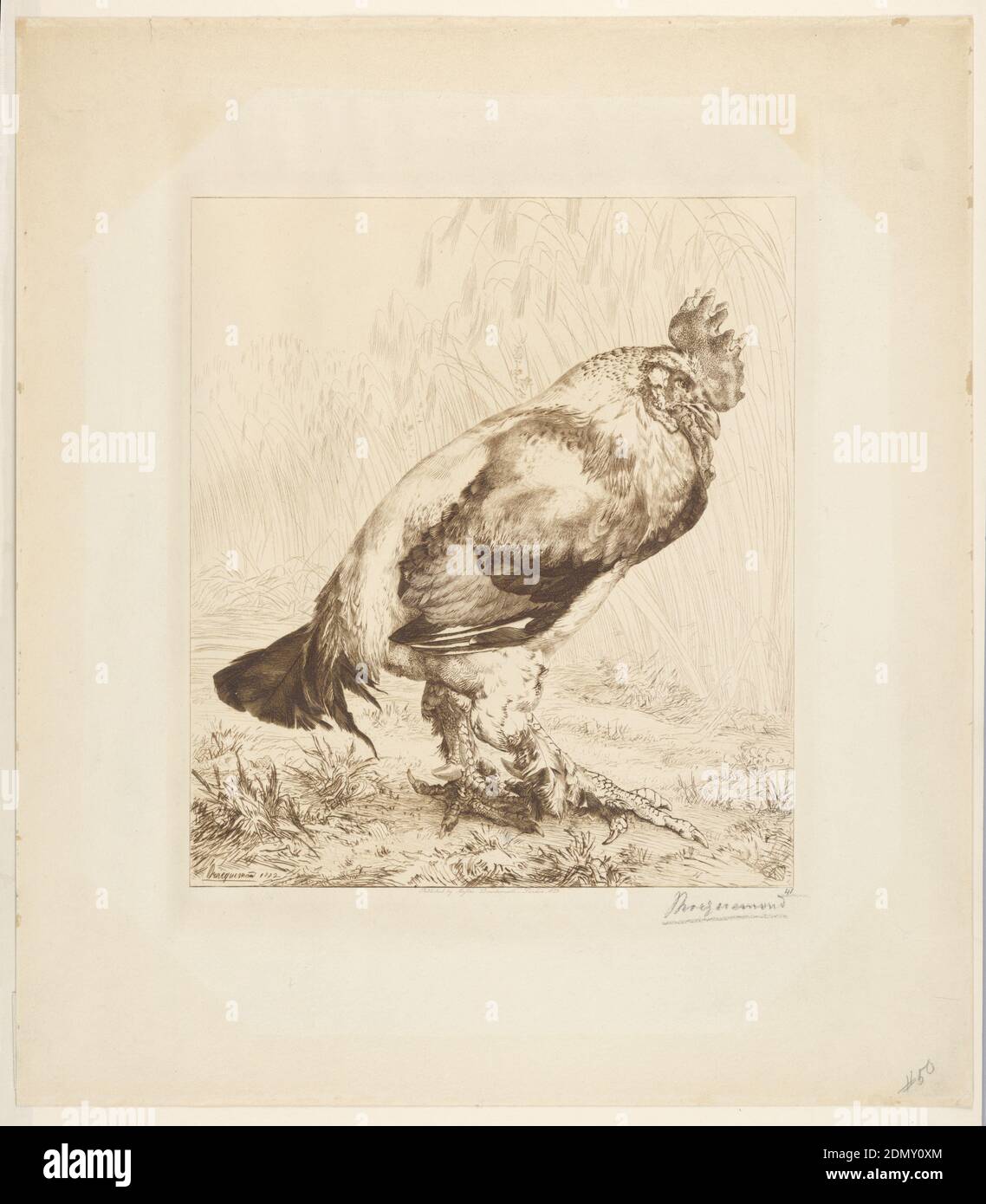 Le Vieux Coq (il Vecchio Gallo), Felix Bracquemond, Francia, 1833 – 1914, incisione in inchiostro marrone su carta crema, Francia, 1882, Stampa Foto Stock