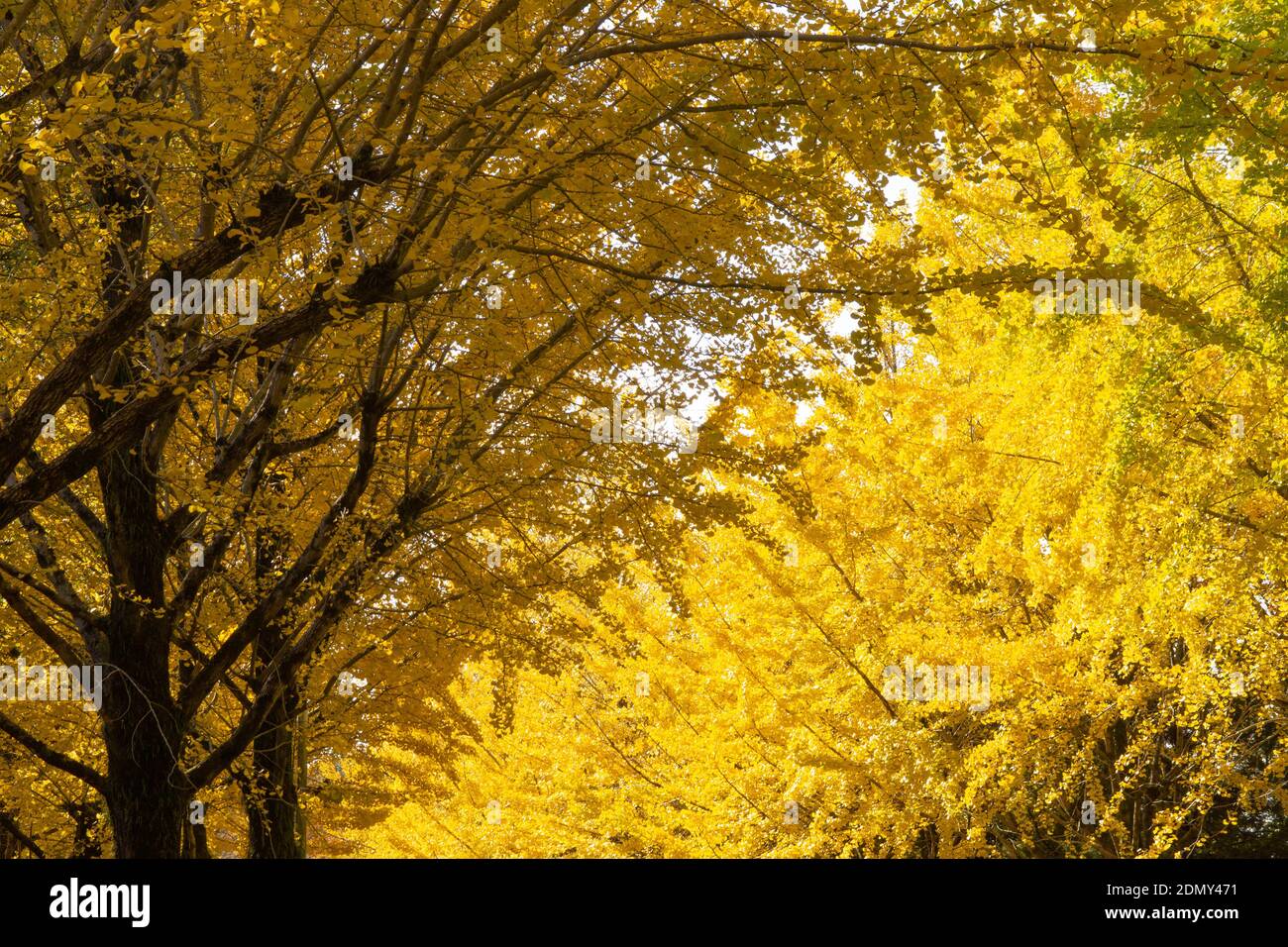 Ginkgo nel Parco atletico di Kumamoto, Prefettura di Kumamoto, Giappone Foto Stock