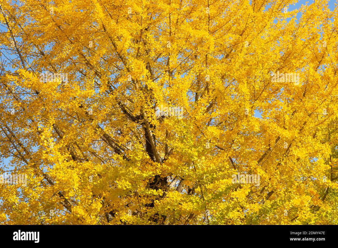 Ginkgo nel Parco atletico di Kumamoto, Prefettura di Kumamoto, Giappone Foto Stock