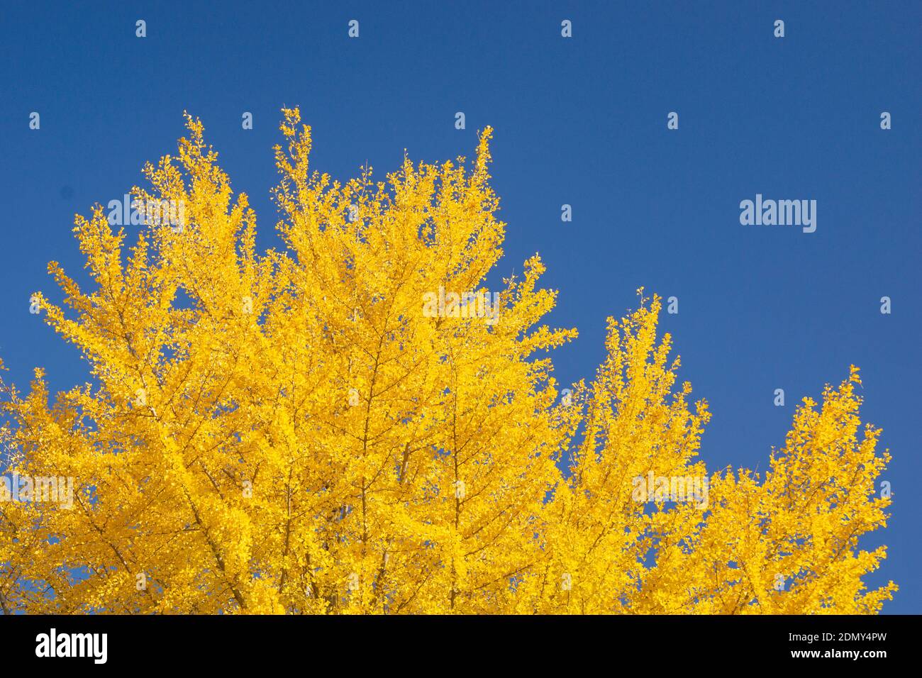 Ginkgo nel Parco atletico di Kumamoto, Prefettura di Kumamoto, Giappone Foto Stock