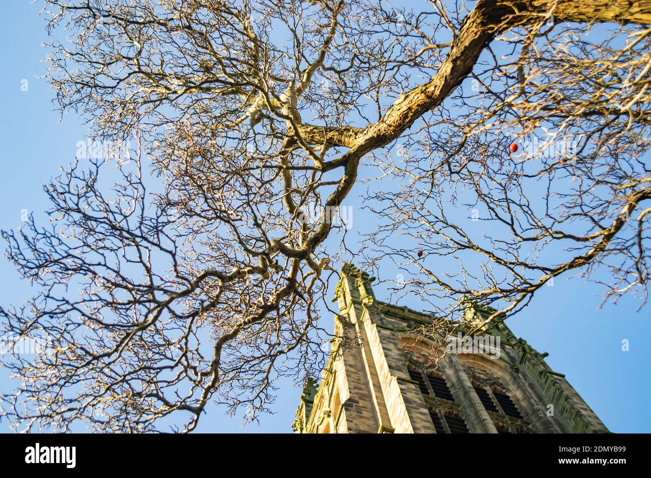 Winter Tree si dirama sulla Leamington Parish Church, Warwickshire, Regno Unito Foto Stock