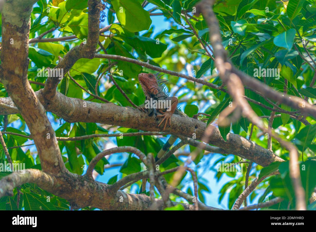 Tarcoles, Costa Rica - 7 aprile 2017: Osservazione di uccelli e fauna selvatica sulla giungla coccodrilli safari tour in barca sul fiume Tarcoles è abbondante. Foto Stock