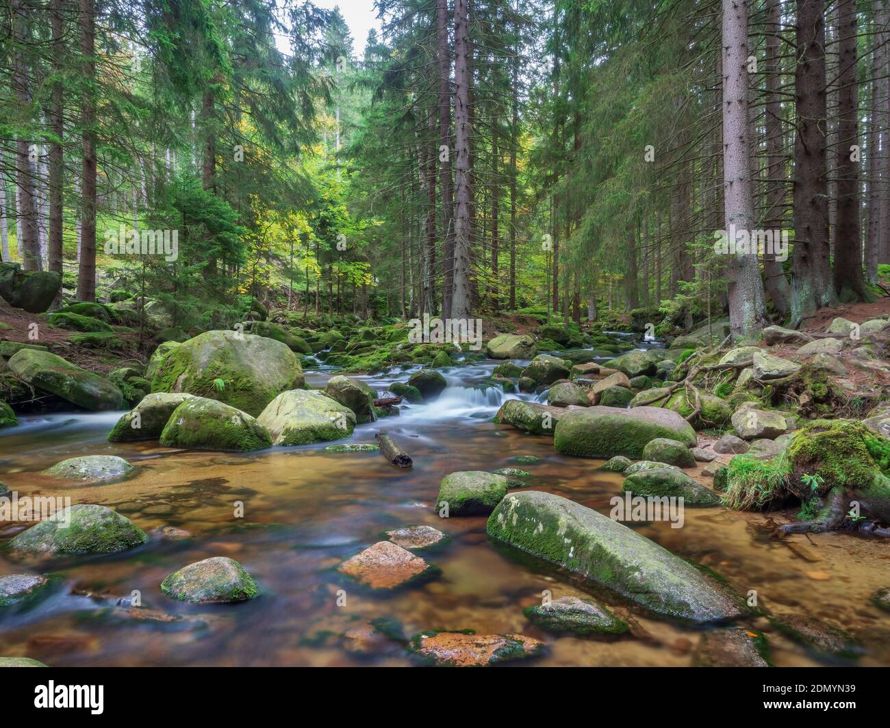 Due rami del fiume Szklarka circondano la parte del terreno con alti alberi di conifere. Colori verdi vividi di muschio che ricopre le rocce del fiume. LON Foto Stock