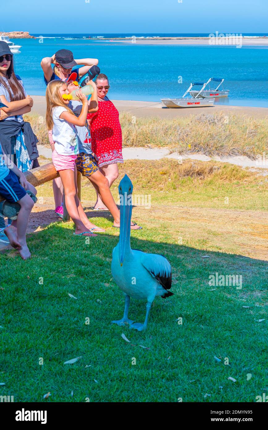 KALBARRI, AUSTRALIA, 12 GENNAIO 2020: Spettacolo di alimentazione dei pellicani a Kalbarri, Australia Foto Stock