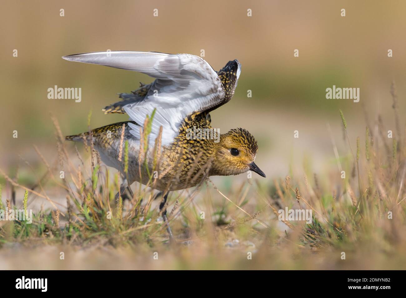 Juveniele Goudplevier; capretti Euopean Golden Plover Foto Stock