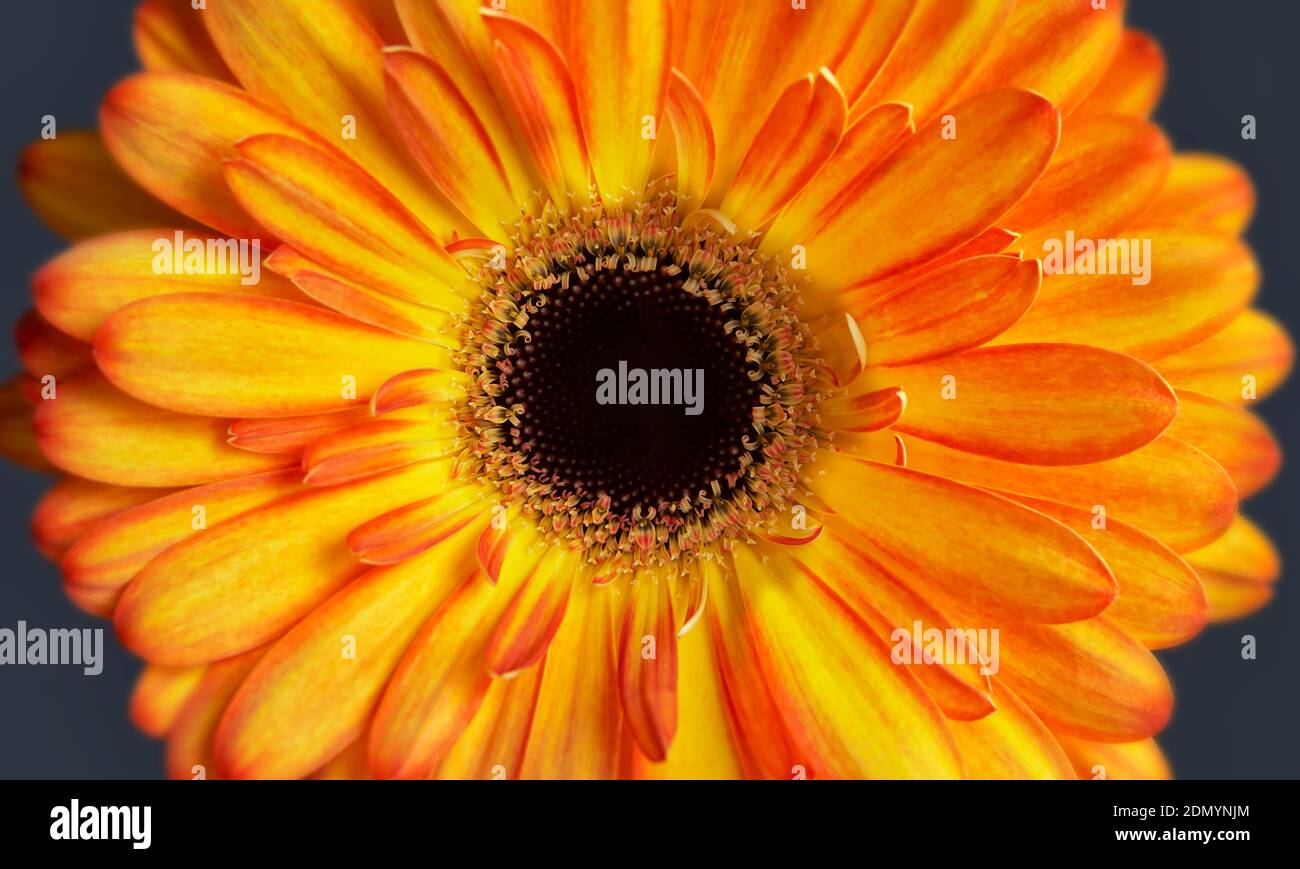 Primo piano fotografia del fiore di gerbera arancione che mostra lo stampino e petali Foto Stock