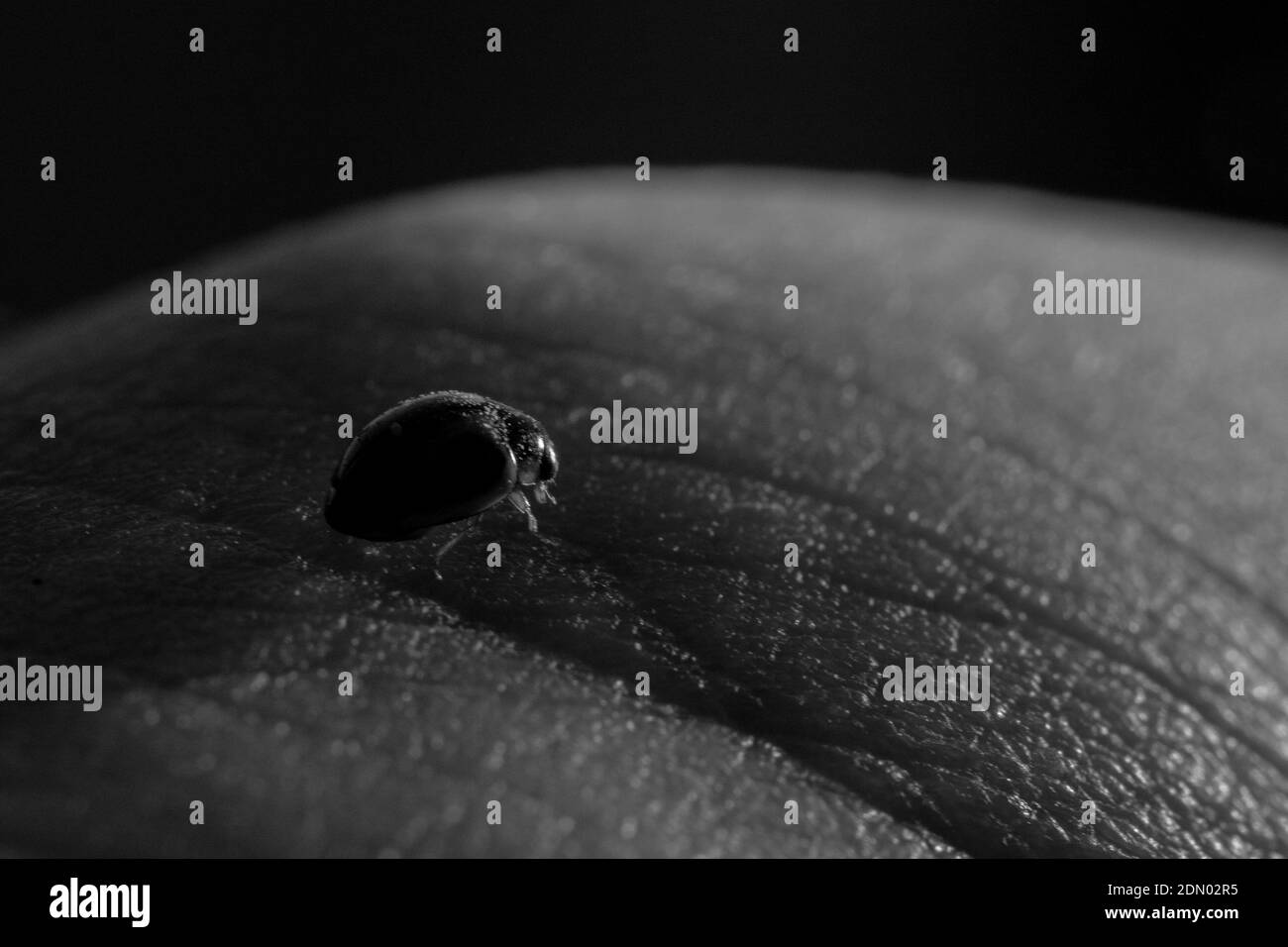 Ladybird ladybug (iperaspidius chrysomelidae) in fotografia macro in bianco e nero con un dito da vicino. Concetto. Foto Stock
