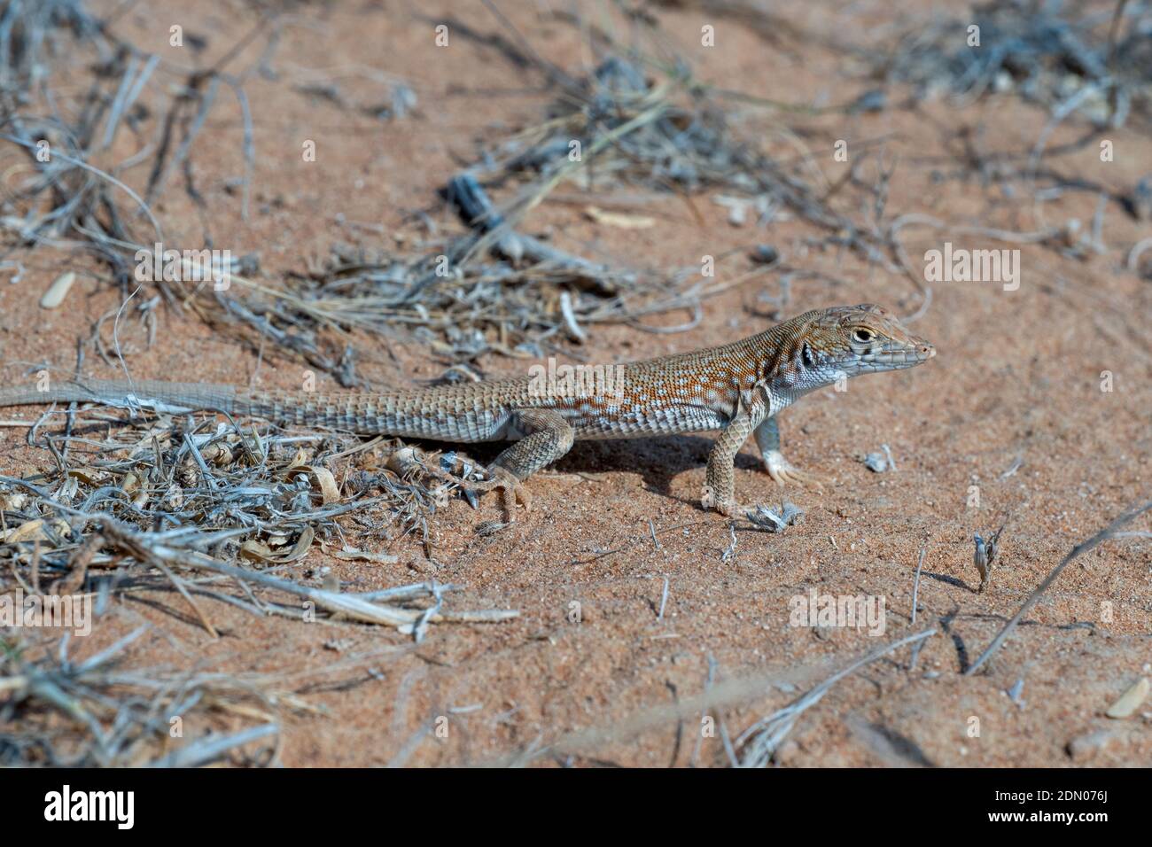 Lucertola Saudita fringe-fingered (Acanthodactylus gongrorhynchatus) nella macro fotografia di sabbia del deserto. Foto Stock