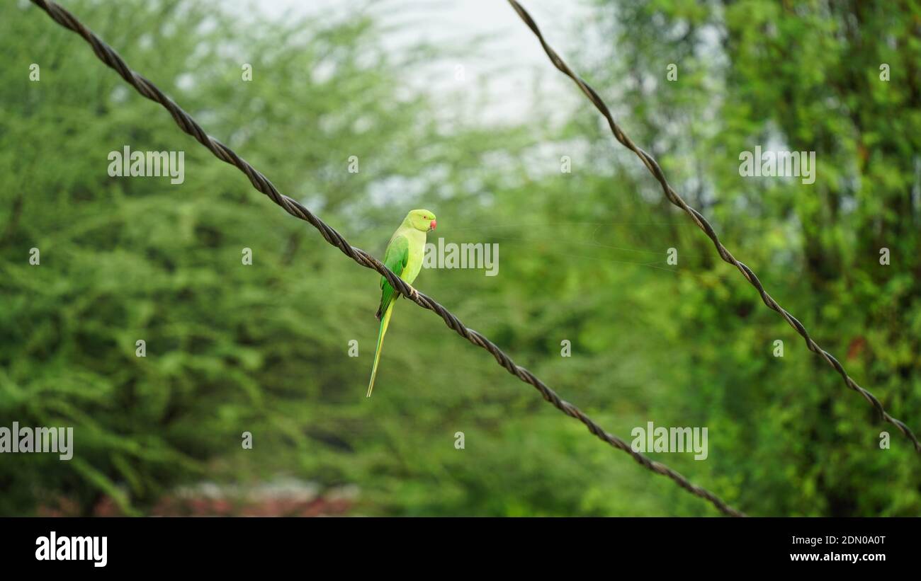 Splendida vista sul verde Parrot o Psittacifores. È stato dichiarato un uccello Divino favorito dagli imperatori. Foto Stock