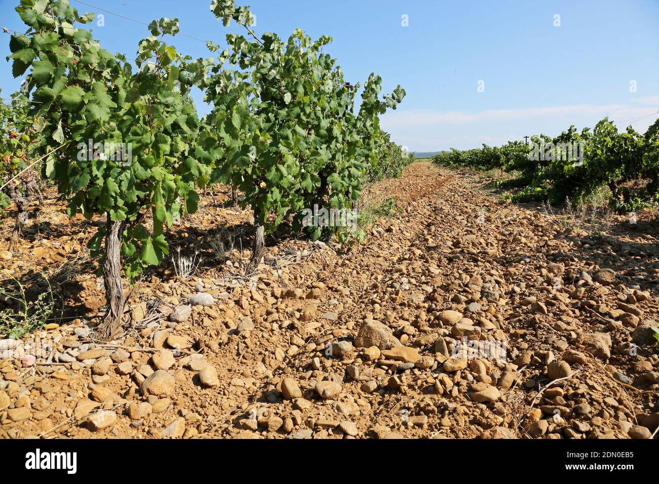 Vigneto di Corbieres (sud della Francia): Terreno e ciottoli sulla terrazza alluvionale Foto Stock