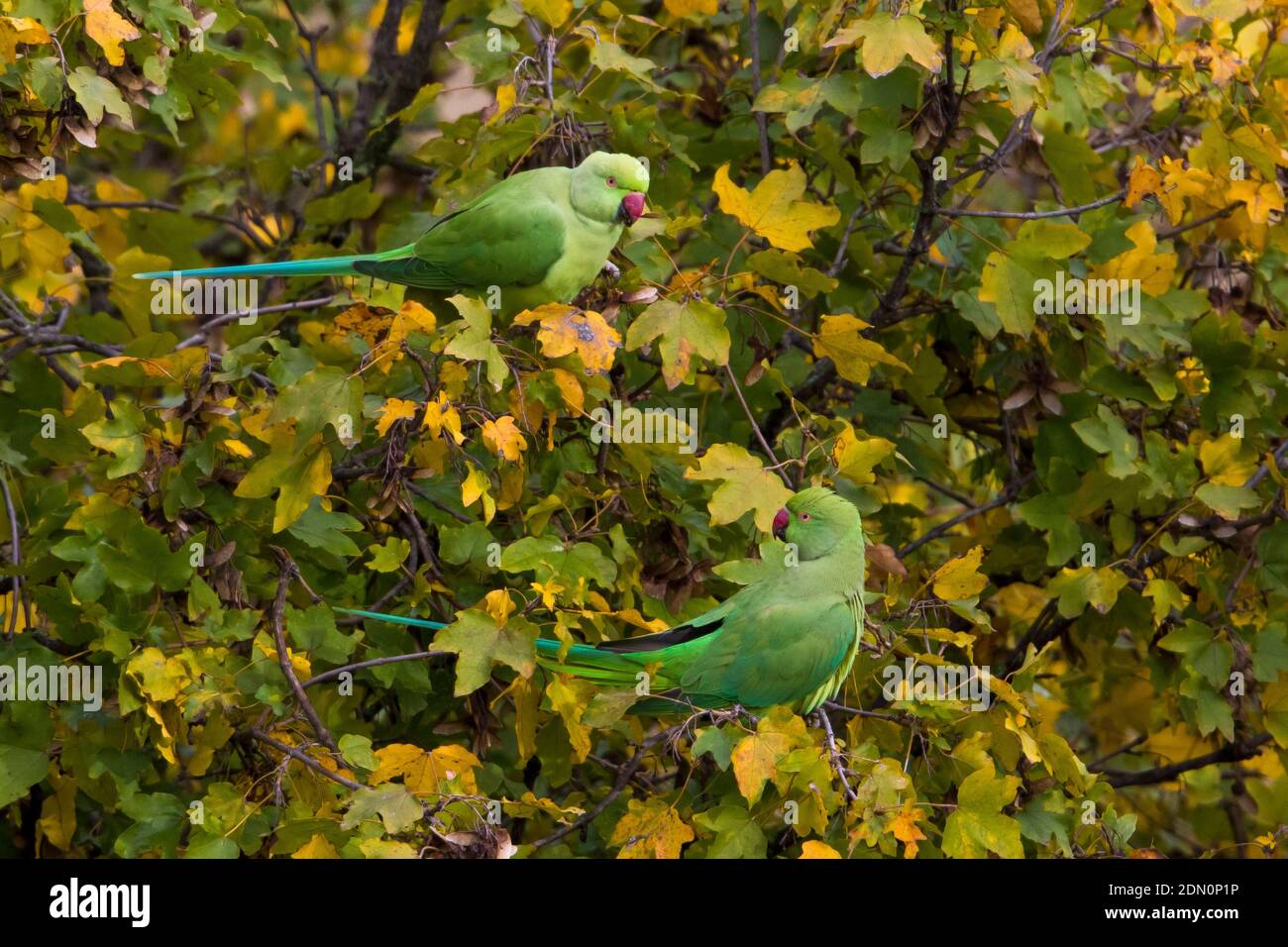 Parakeet rosa foraging in un albero durante la fine dell'autunno. Foto Stock