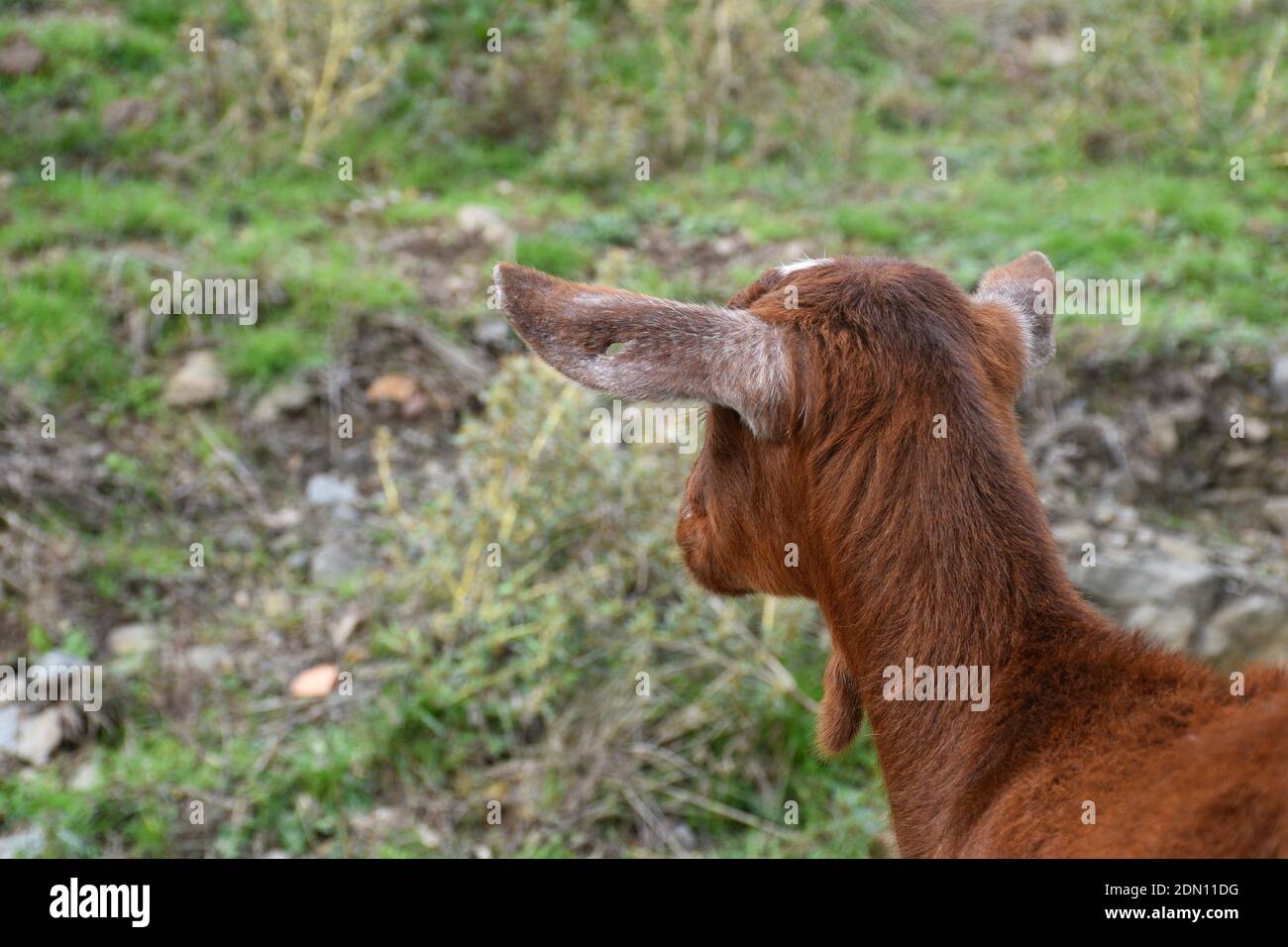 Testa di capra marrone da dietro. La Escurquilla. La Rioja. Foto Stock